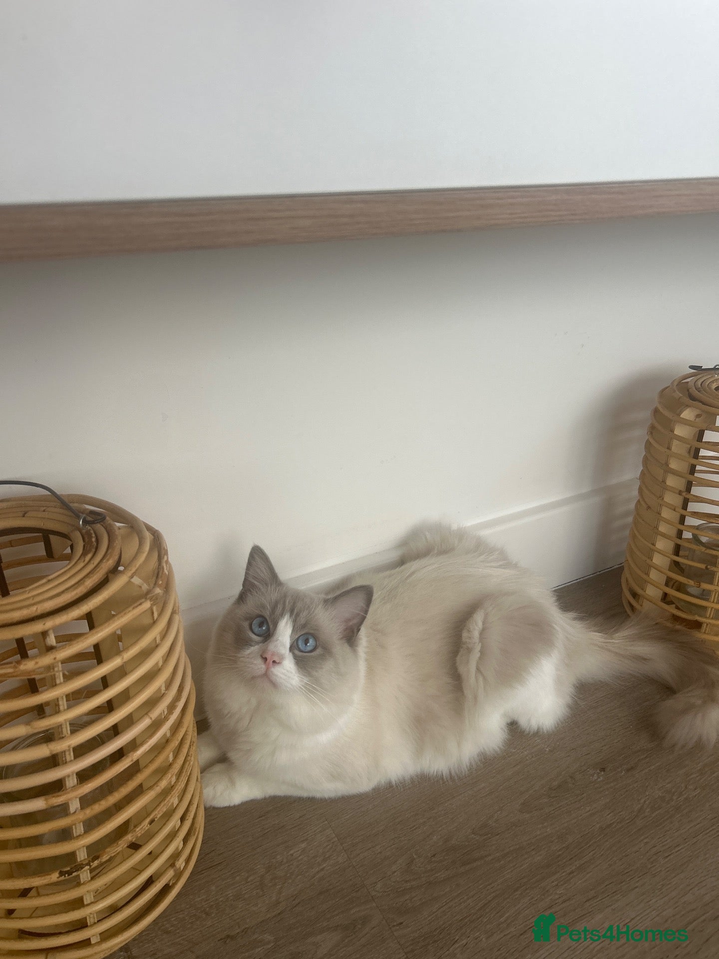 Ragdoll cats Pure blue point ragdoll Tica registered - Advert 2
