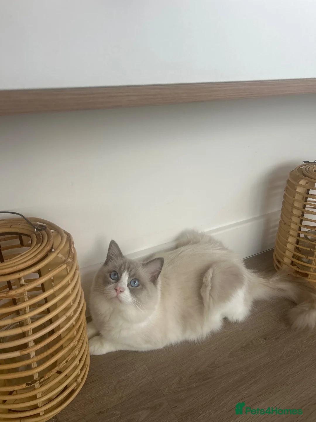 Ragdoll cats for stud: Pure blue point ragdoll Tica registered - Advert 1