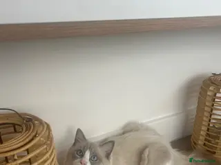 Ragdoll cats Pure blue point ragdoll Tica registered - Advert 2