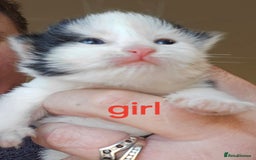 Mixed Breed cats for sale: 3 beautifully marked white/ black / ginger kittens - Image 1