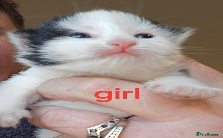 Mixed Breed cats - Advert 8