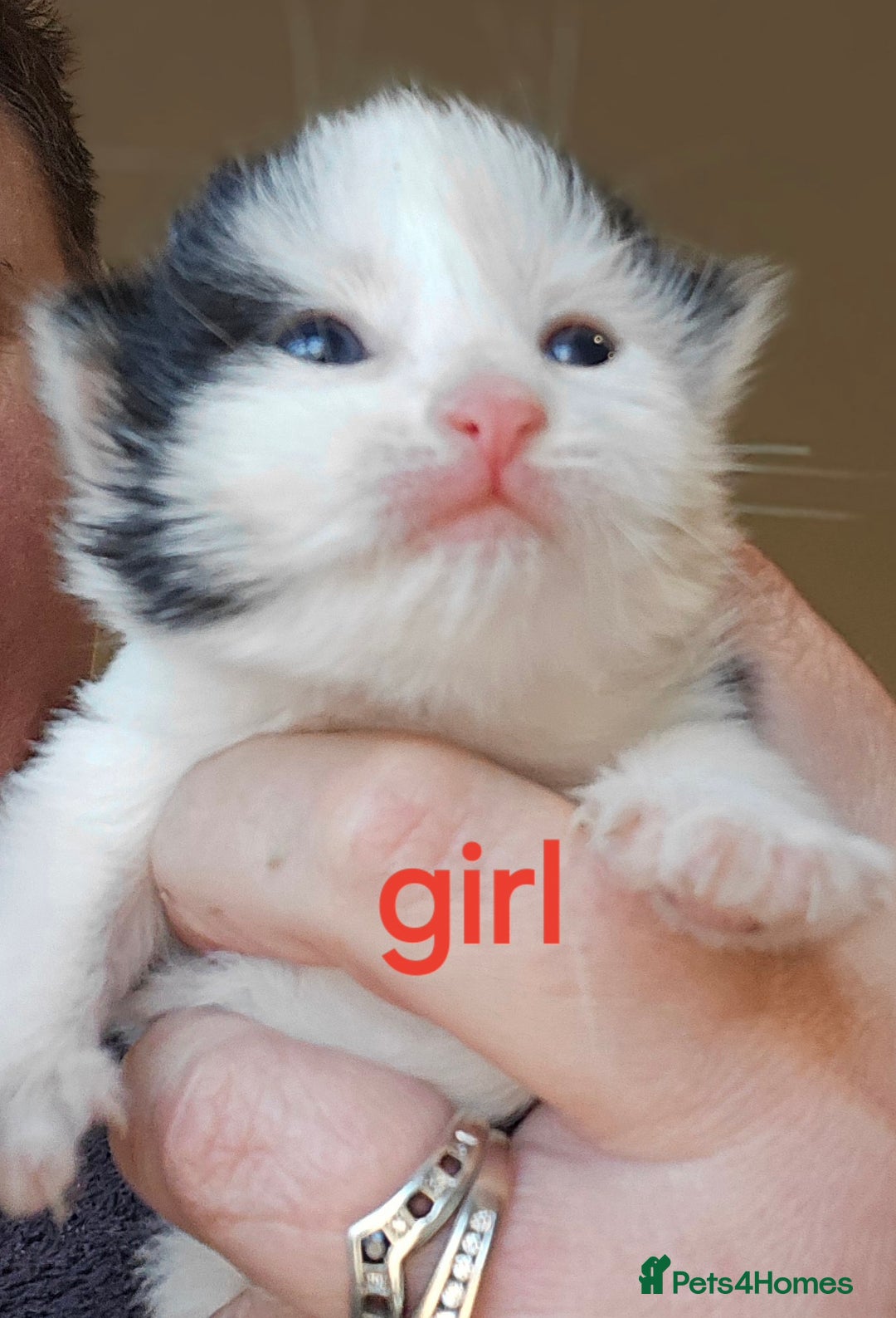 Mixed Breed cats for sale: 3 beautifully marked white/ black / ginger kittens - Image 1