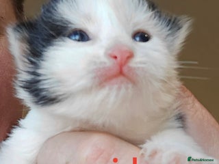 Mixed Breed cats for sale - Advert 1