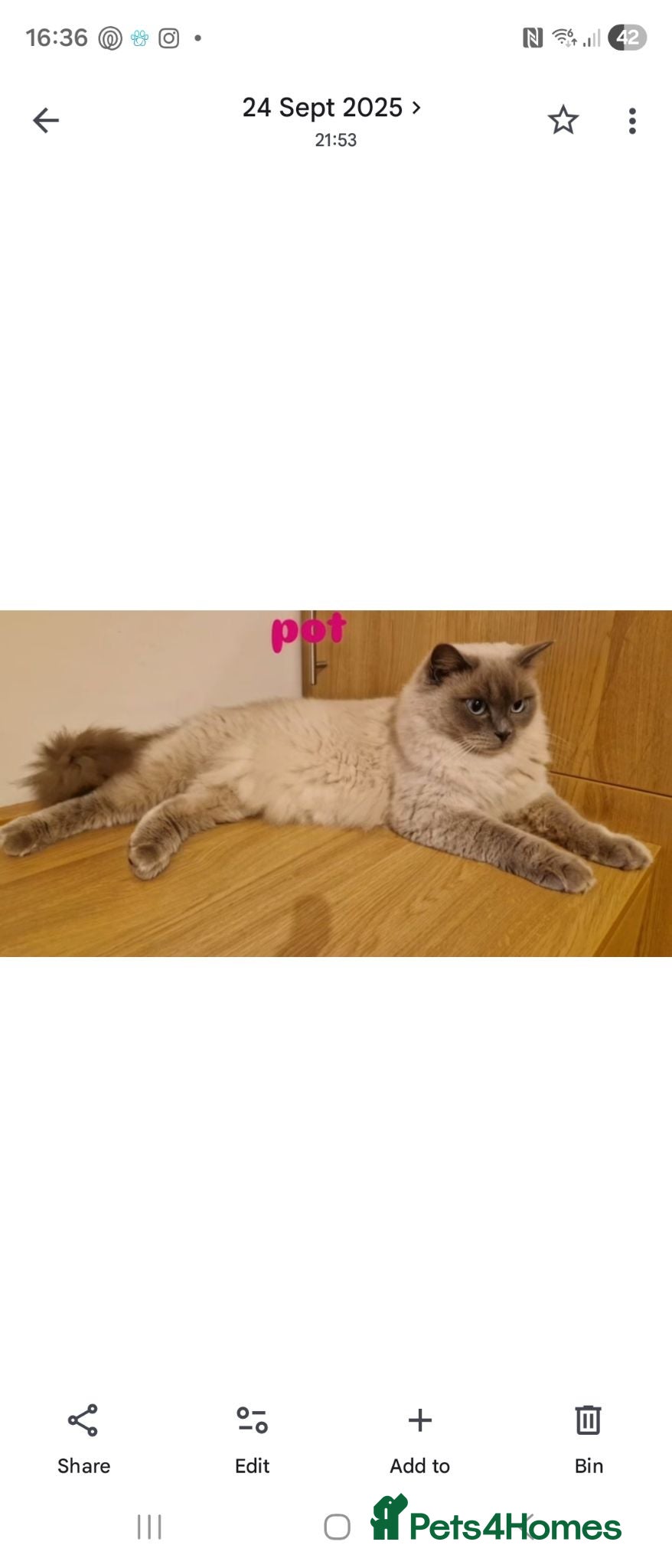 Ragdoll cats Ragdoll cats -  beautiful inside and out 😻 - Advert 2