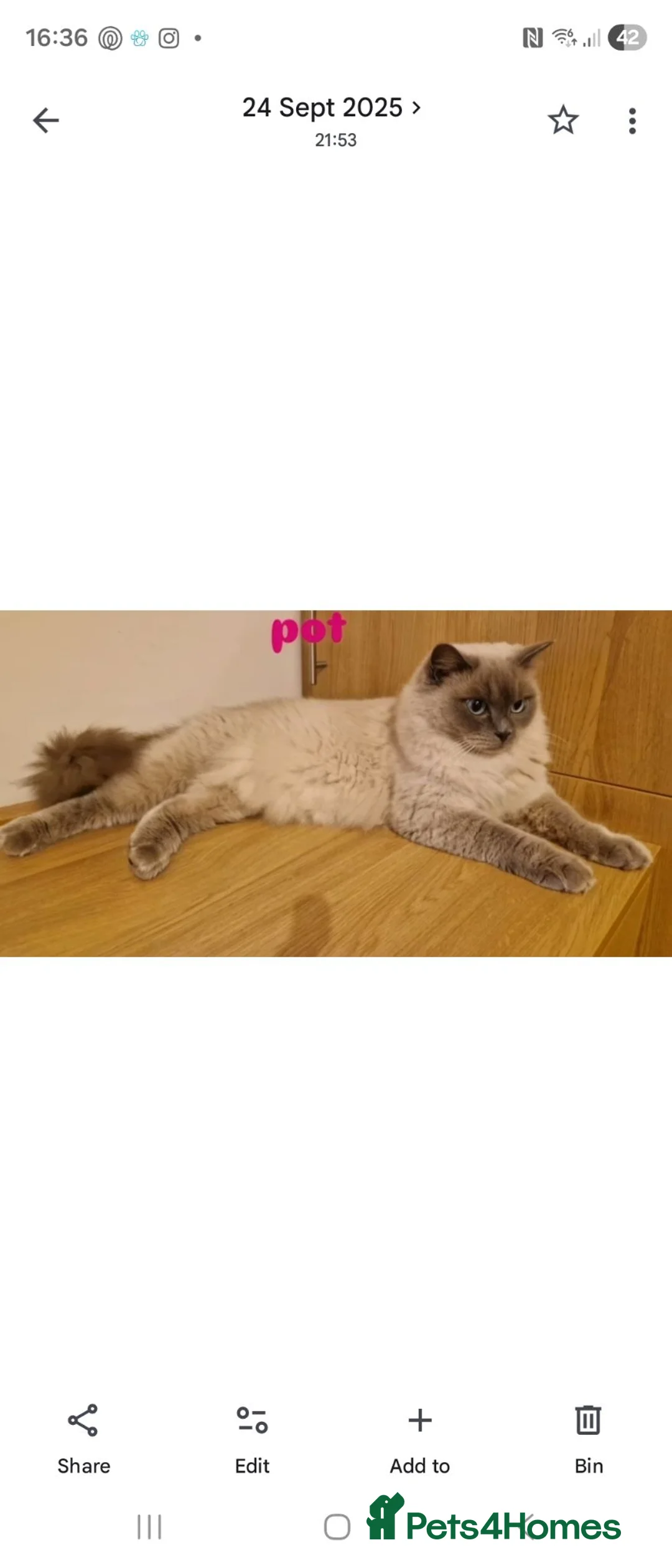 Ragdoll cats for sale: Ragdoll cats -  beautiful inside and out 😻 - Advert 2
