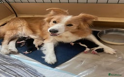 Border Collie dogs for sale: Border Collie Puppies (DNA clear tested parents) - Image 26