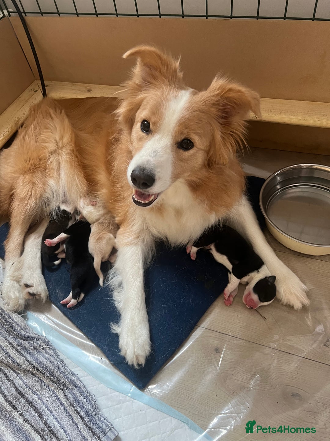 Border Collie dogs for sale: Border Collie Puppies (DNA clear tested parents) - Image 26