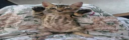 Bengal cats for sale: Only 1 Remaining! TICA Health Tested Kittens - Advert 3