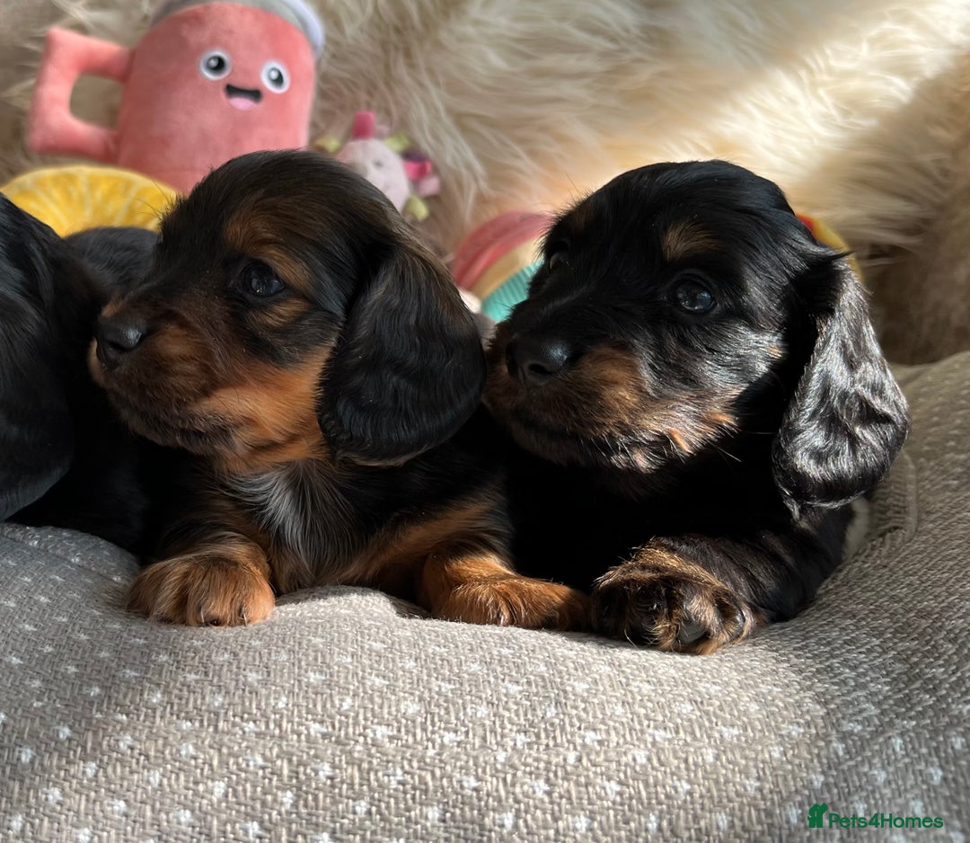Miniature Dachshund dogs for sale: Top Show Quality KC Miniature Dachshund Puppies - Image 9