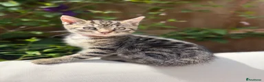 Turkish Angora 4