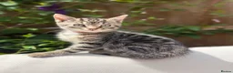 Turkish Angora cats for sale: 😻 Adorable Turkish Angora X Kittens - Advert 17