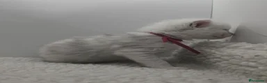 Red - break the spell