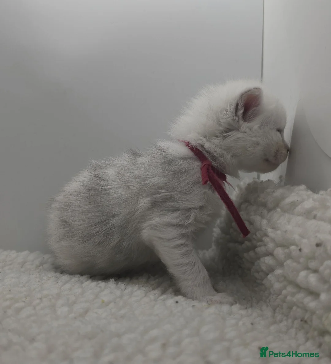 Maine Coon cats for sale: STUNNING RARE Maine Coons Shaded Shell Silver - Advert 26