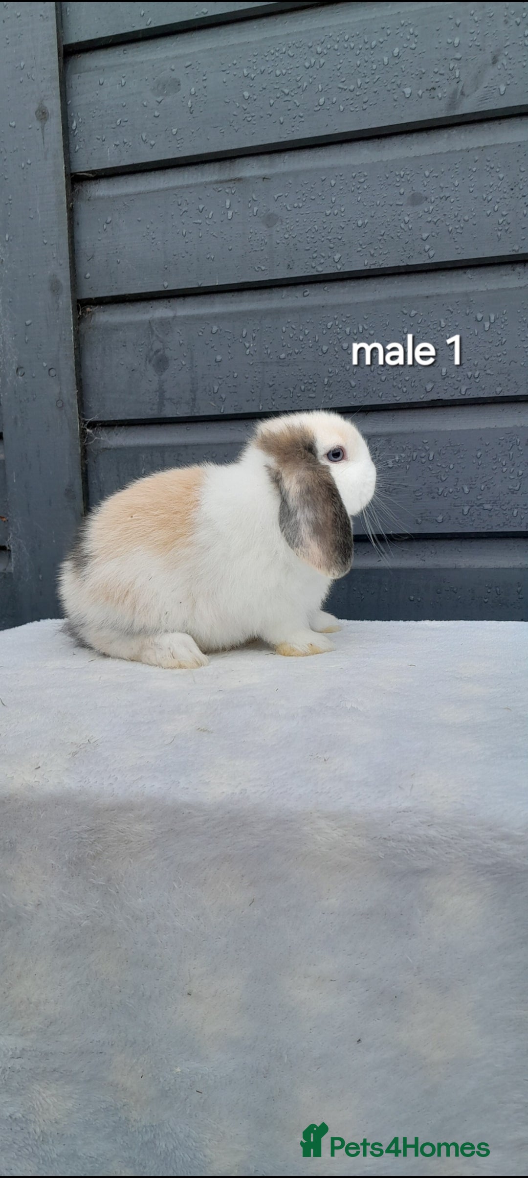 Mini Lop rabbits for sale: Purebred mini lops ready now  - Advert 3