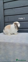Mini Lop rabbits Purebred mini lops ready now - Advert 2