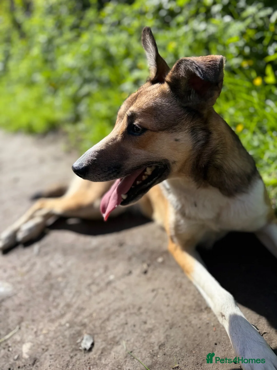 Mixed Breed dogs for sale: Beautiful 2‑Year‑Old Collie × Kelpie Female in Grange-over-Sands - Advert 1