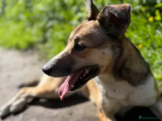 Mixed Breed dogs Beautiful 2‑Year‑Old Collie × Kelpie Female - Advert 1