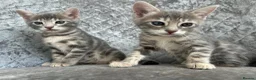 Bengal cats for sale: 💙 Beautiful Blue Bengal Female Kittens TICA Reg - Advert 14