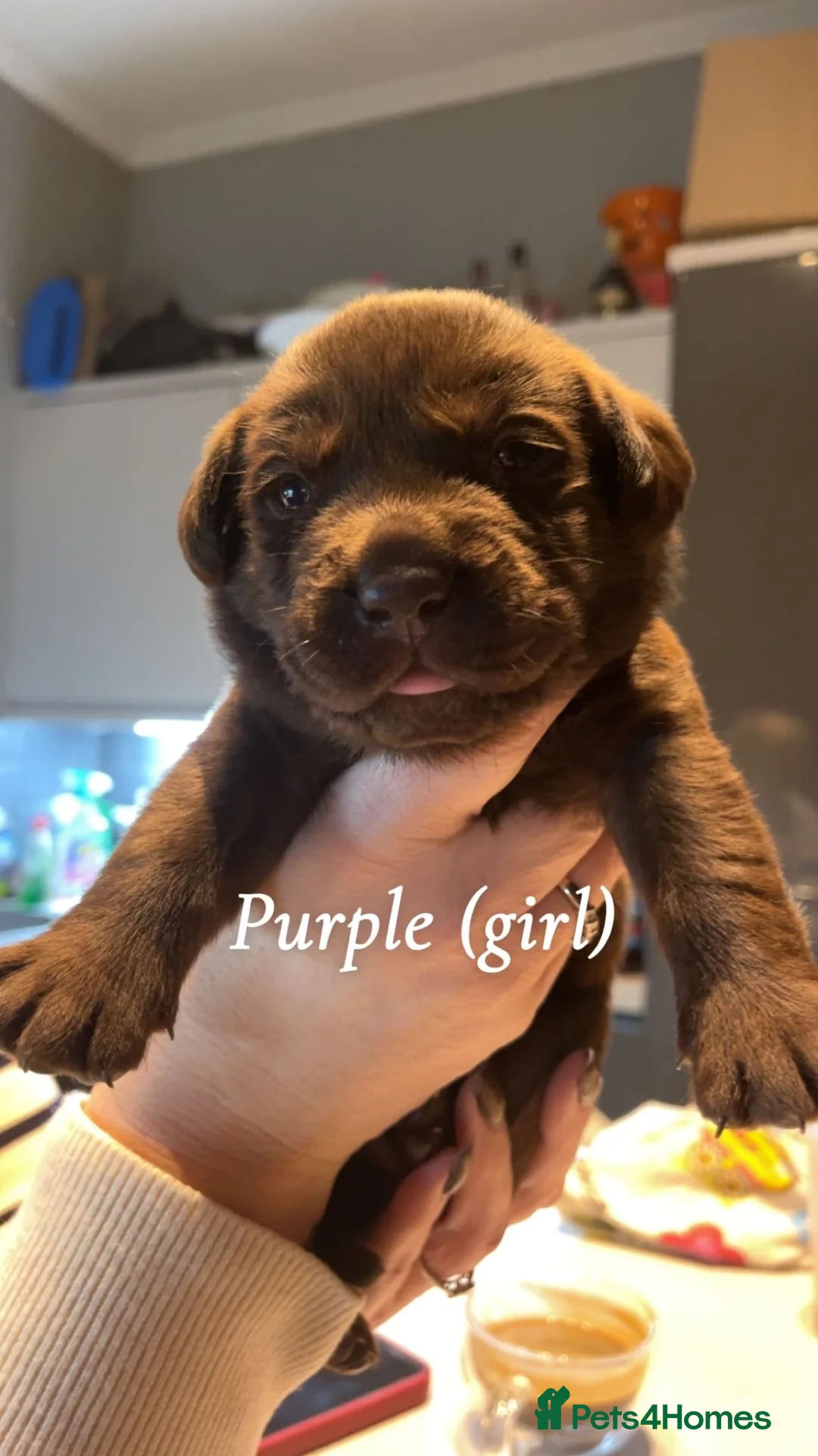 Labrador Retriever dogs for sale: Chocolate lab puppies  - Advert 5