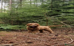 Cockapoo dogs for sale: F1 Cockapoo puppy. Fully vaccinated and chipped - Advert 1