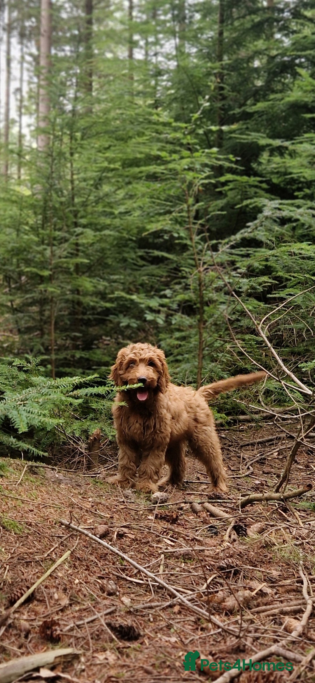Cockapoo dogs for sale: F1 Cockapoo puppy. Fully vaccinated and chipped - Advert 1