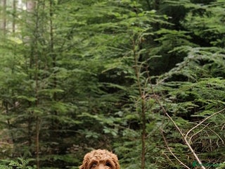 Cockapoo dogs F1 Cockapoo puppy. Fully vaccinated and chipped - Advert 15