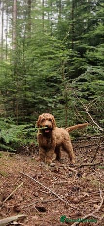 Cockapoo dogs F1 Cockapoo puppy. Fully vaccinated and chipped - Advert 11