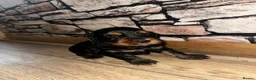 Cocker Spaniel dogs for sale: Cocker spaniel puppies for sale  - Advert 7