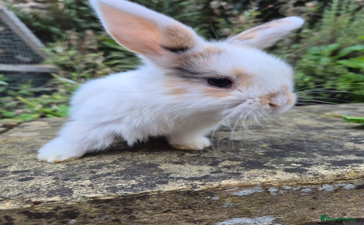 Mini Lop rabbits - Advert 15