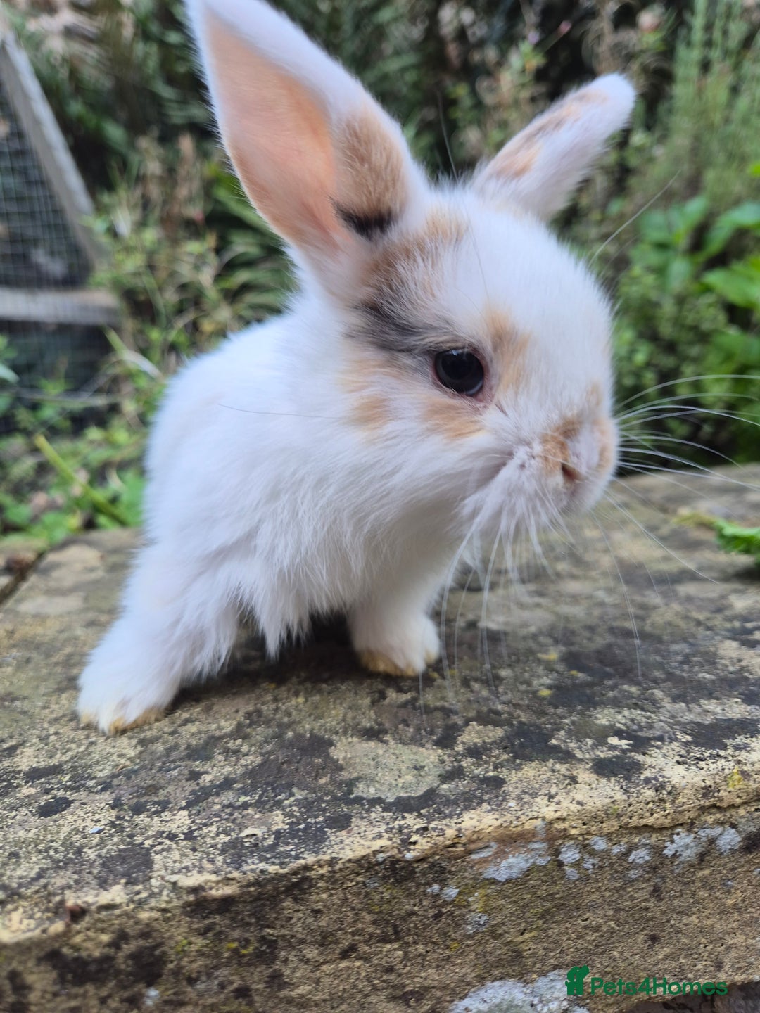 Mini Lop rabbits for sale: Mini Lops  - Image 6