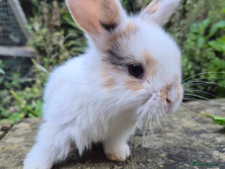 Mini Lop rabbits Mini Lops LAST DOE LEFT - Advert 7