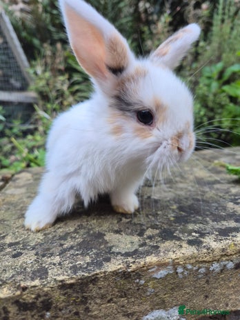 Mini Lop rabbits - Advert 15