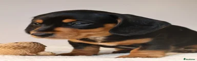 Miniature Dachshund Puppy 2