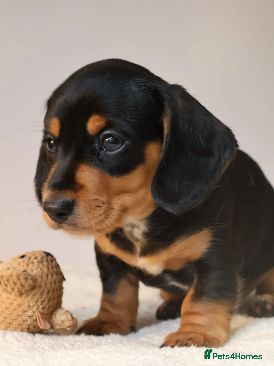 Miniature Dachshund dogs for sale: 5*Licensed+KC+PRAclear+VETchecked+Chocolate&Cream - Advert 26