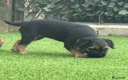 Border Terrier dogs for sale: KC border terrier pups SLEM clear reg breeder - Image 6