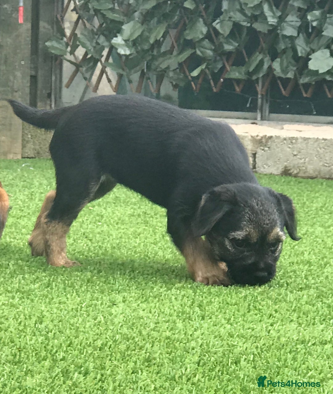 Border Terrier dogs for sale: KC border terrier pups SLEM clear reg breeder - Image 6
