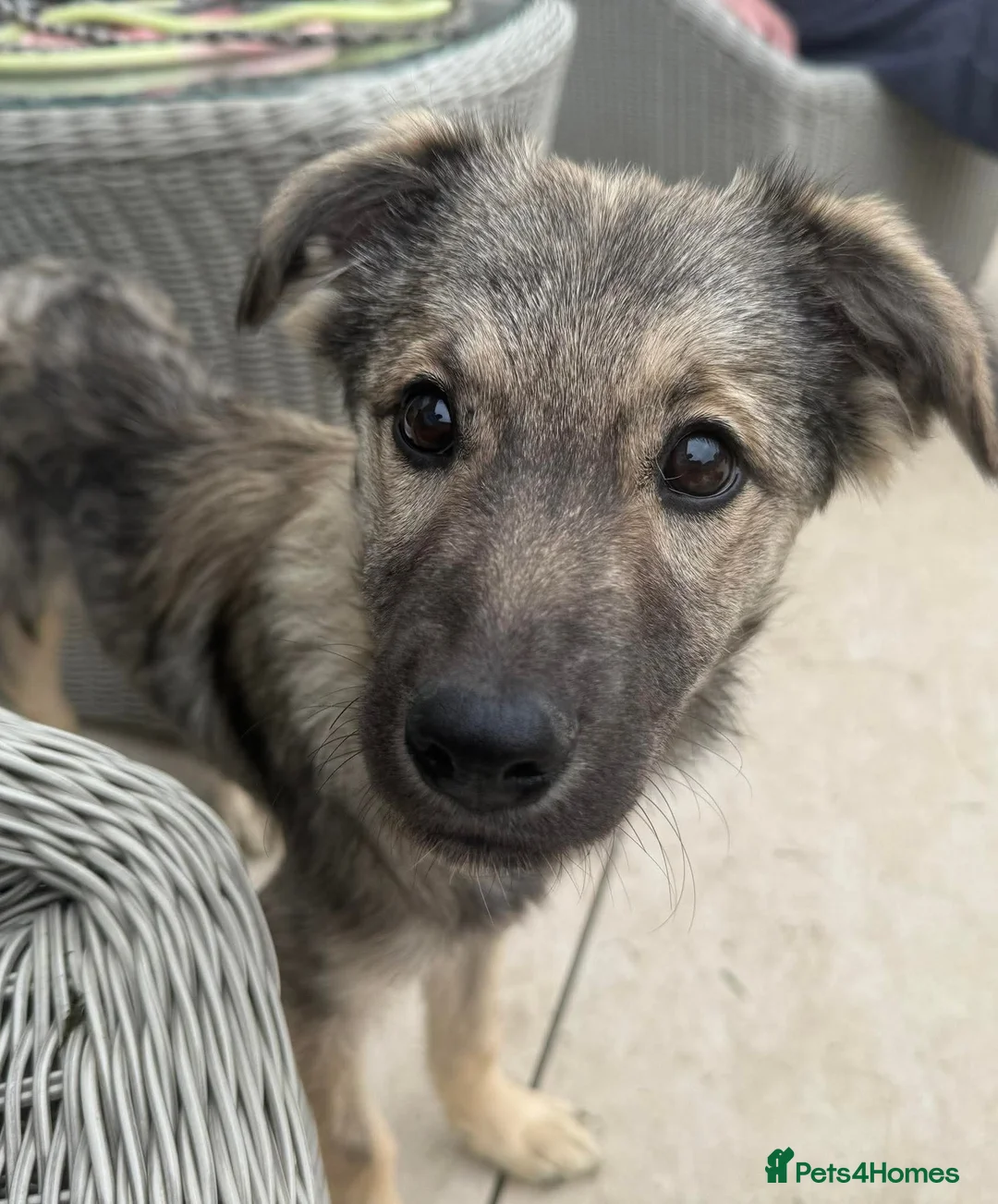 Mixed Breed dogs for adoption: Ursa  in Hebburn - Advert 2