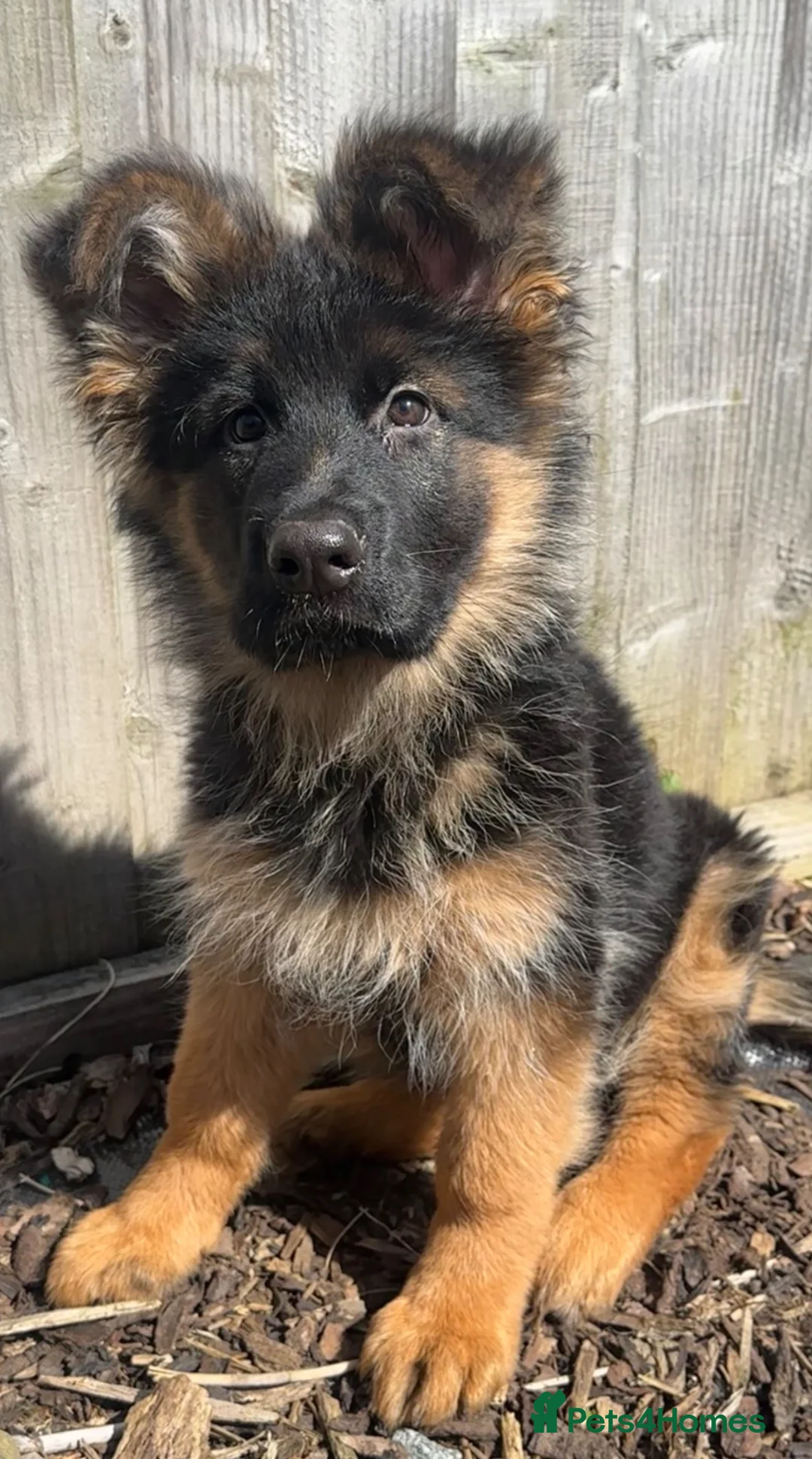 German Shepherd dogs for sale: Kc German Shepherd Puppy  - Advert 1