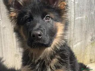 German Shepherd dogs Kc German Shepherd Puppy - Advert 4