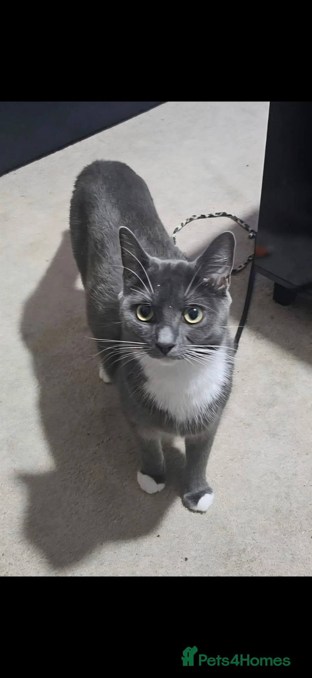 Mixed Breed cats for sale: Beautiful Willow Looking for her Forever Home - Advert 2
