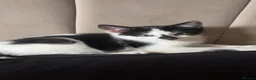 Mixed Breed cats for sale: 5 month old kitten for sale - Advert 3