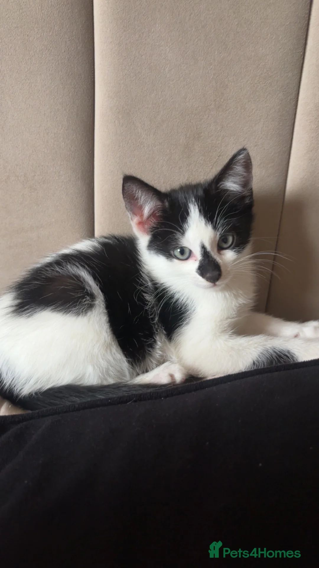 Mixed Breed cats for sale: 5 month old kitten for sale - Advert 3