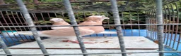 Pigeons birds for sale: Pigeones for sale in hackney London  - Advert 1