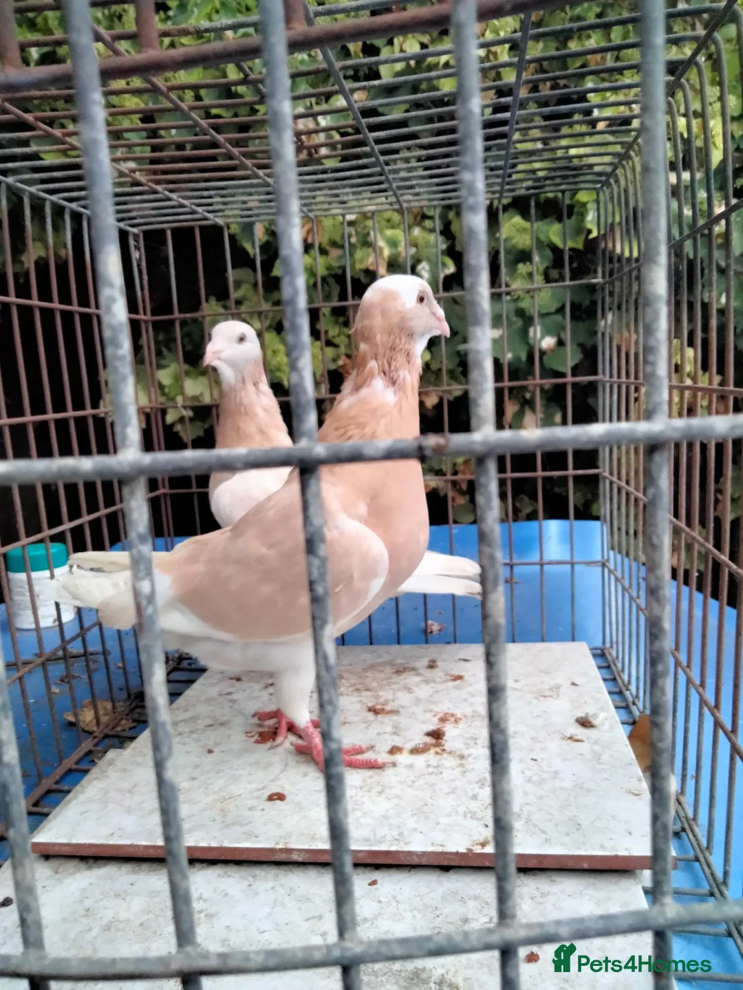 Pigeons birds for sale: Pigeones for sale in hackney London  - Advert 1