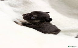 French Bulldog dogs for sale: Beautiful litter off French bulldog puppies  - Image 9