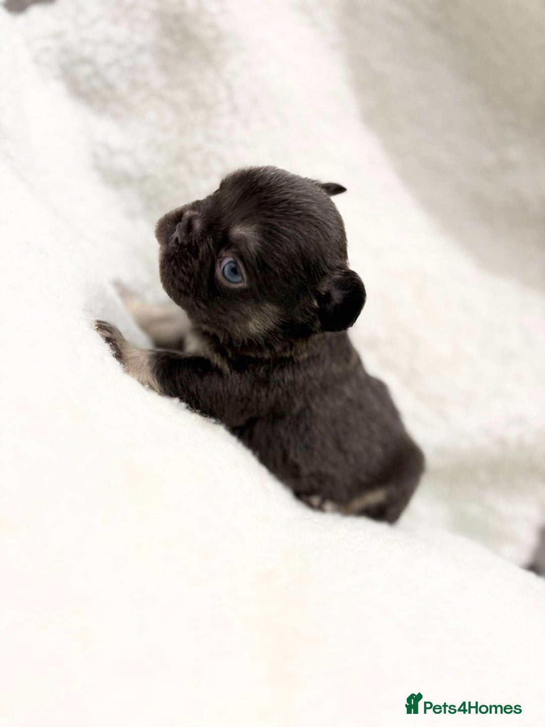 French Bulldog dogs for sale: Beautiful litter off French bulldog puppies  - Image 9