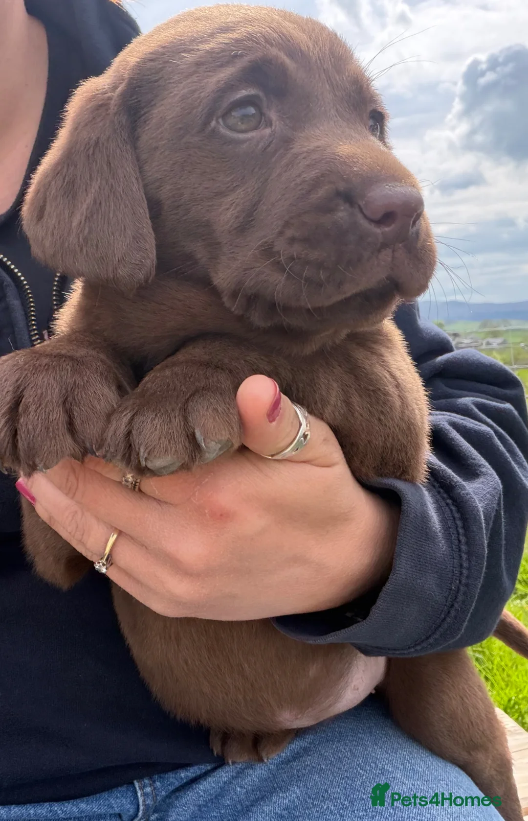 Labrador Retriever dogs for sale: Chunky chocolate Labrador puppies - Advert 10