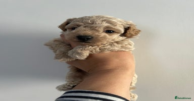 Maltipoo dogs - Advert 7