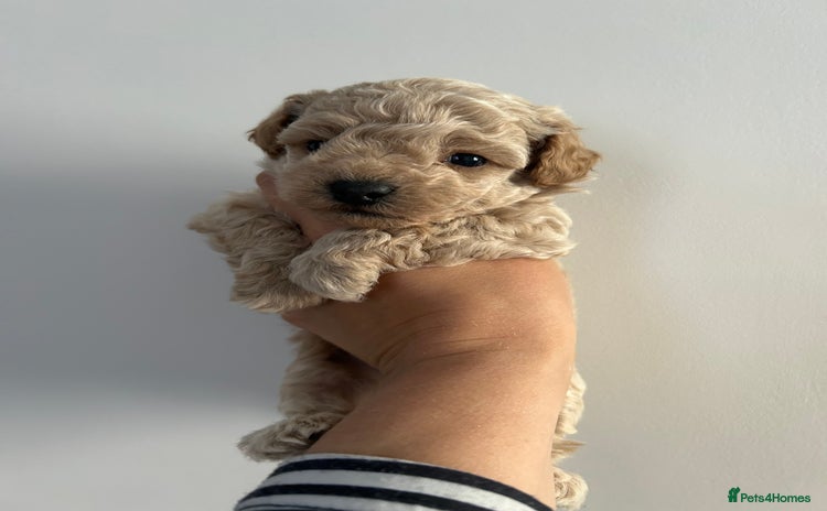 Maltipoo dogs - Advert 12