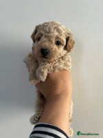 Maltipoo dogs - Advert 7